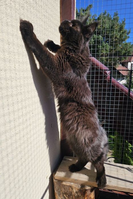 Czekoladowy Maine Coon - FPL: zdjecie 99509617