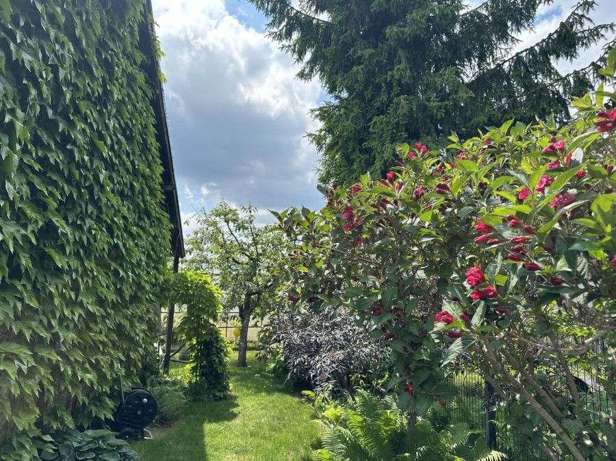 Działka ROD Morena, 403 mkw, ceglany dom.: zdjecie 99512230