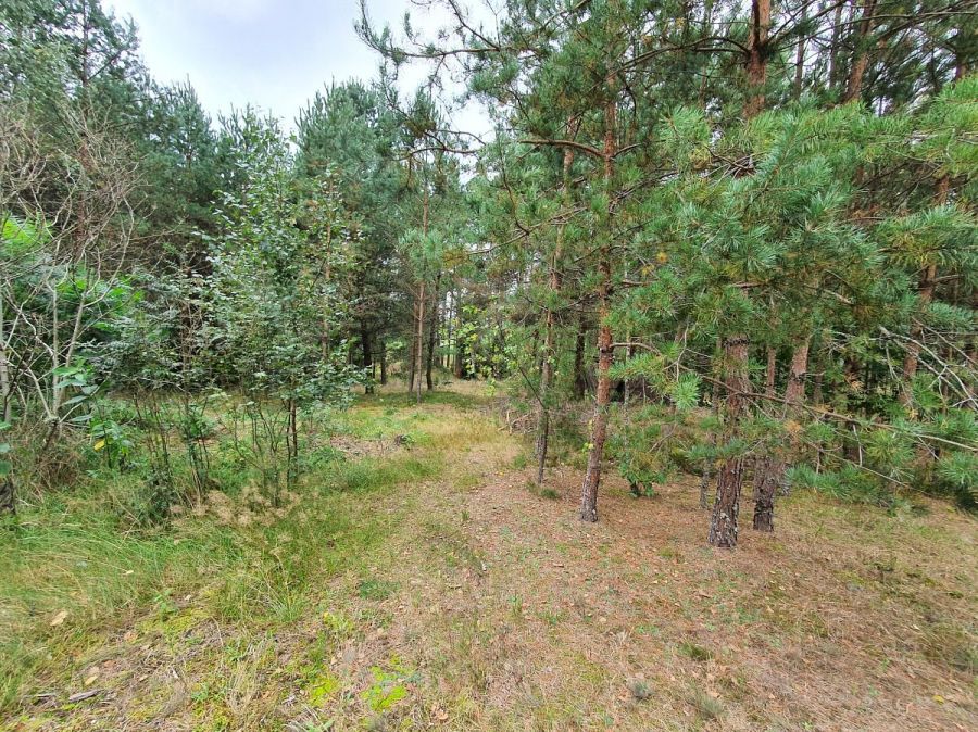 własny las i dom 260 M2  ,  6,2 ha prywatnej przes: zdjecie 99514117