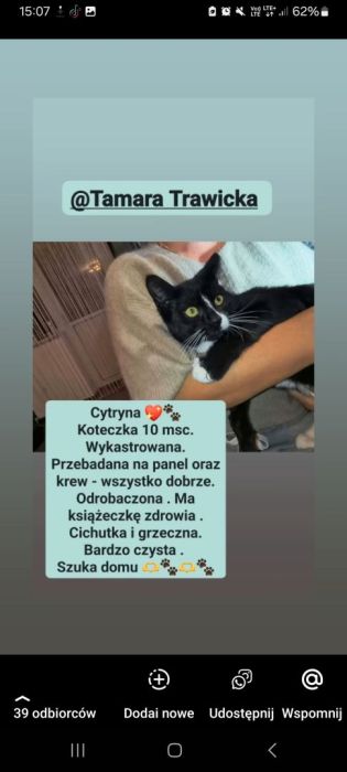 Koteczka 10 msc za darmo: zdjecie 99516788