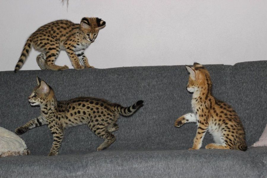 Dostępne kocięta rasy savannah i serwal: zdjecie 99518356