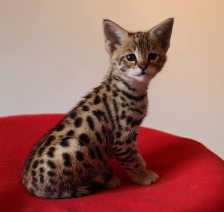 Dostępne kocięta rasy savannah i serwal: zdjecie 99518357