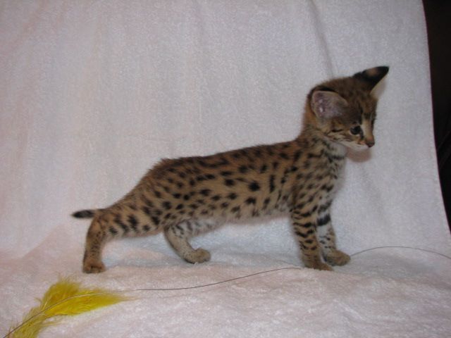 Dostępne kocięta rasy savannah i serwal: zdjecie 99518358