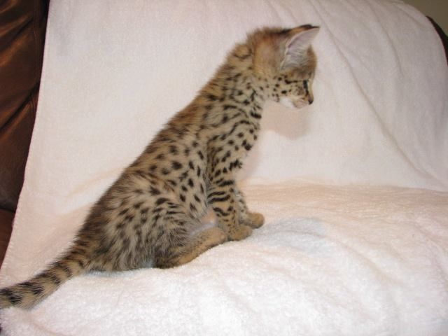 Dostępne kocięta rasy savannah i serwal: zdjecie 99518359