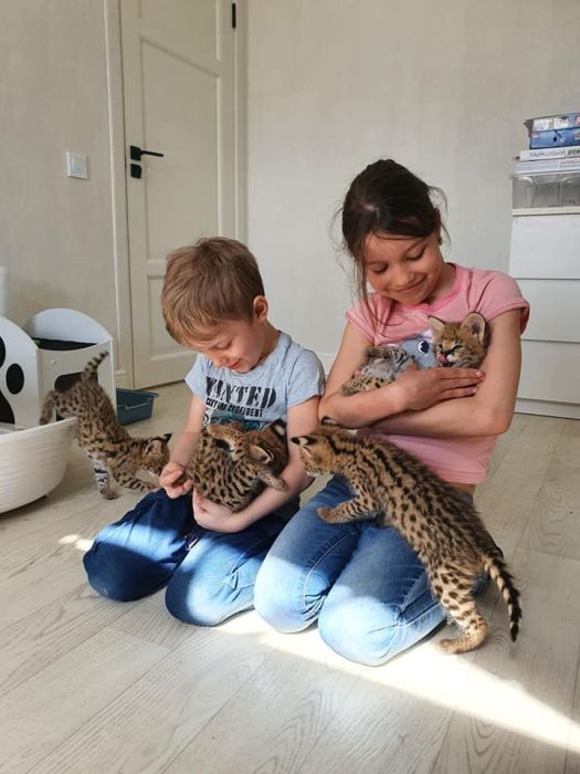 Dostępne kocięta rasy savannah i serwal: zdjecie 99518360