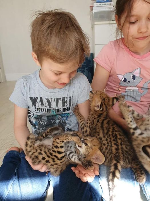 Dostępne kocięta rasy savannah i serwal: zdjecie 99518361