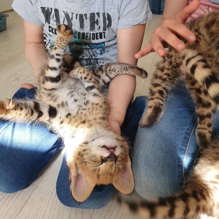 Dostępne kocięta rasy savannah i serwal: zdjecie 99518362
