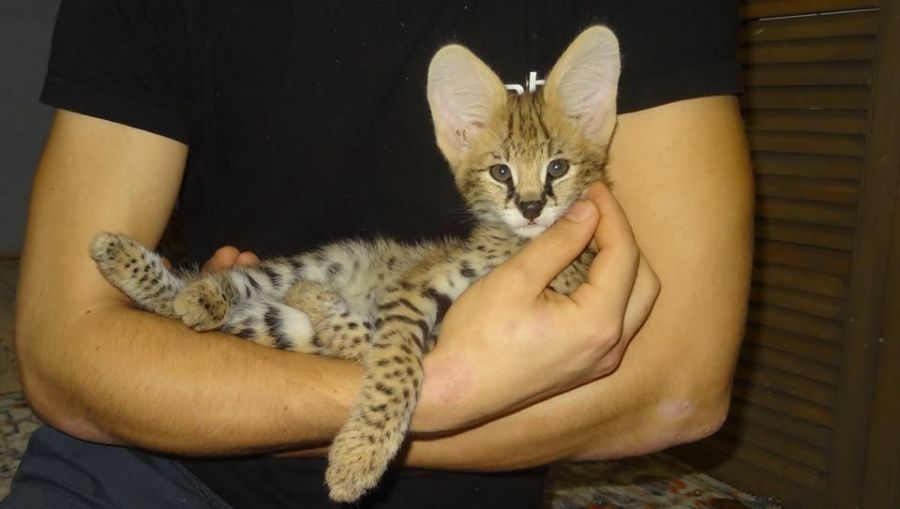 Dostępne kocięta rasy savannah i serwal: zdjecie 99518363