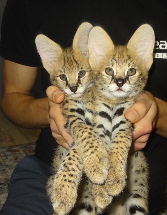 Dostępne kocięta rasy savannah i serwal: zdjecie 99518364
