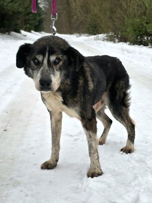 Abroży - niekonfliktowy, cudowny psi dziadek: zdjecie 99541953
