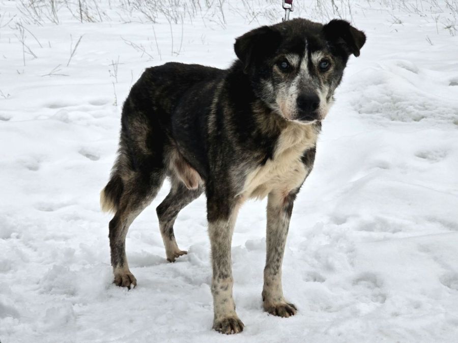 Abroży - niekonfliktowy, cudowny psi dziadek: zdjecie 99541955