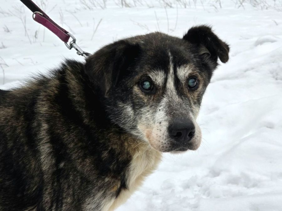 Abroży - niekonfliktowy, cudowny psi dziadek: zdjecie 99541958