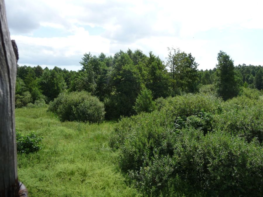 2,38 HA blisko jeziora za tylko 149 000 ZŁ!: zdjecie 99556985