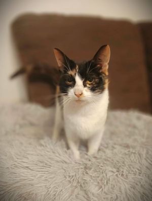 Dorotka, młoda koteczka szuka swojego człowieka!: zdjecie 66553257