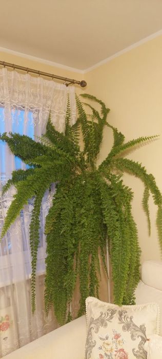 Olbrzymia, gęsta, zdrowa paprotka o karbowanych li: zdjecie 99561713