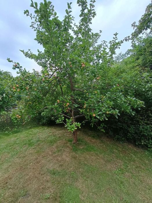 Działka ROD Gdańsk Rębiechowo (312 m²): zdjecie 99562245