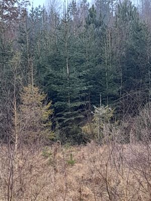 sprzedam choinki ,świerki z plantacji w Mściszewic: zdjecie 66554414