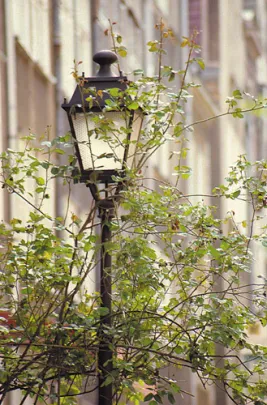 Lampa na ulicy Mariackiej