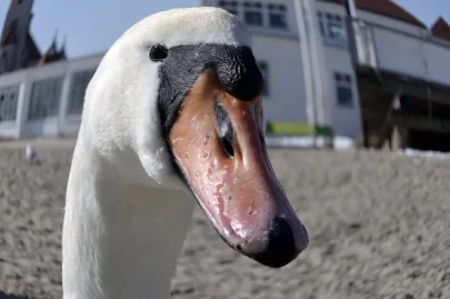 łabędziowo