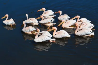 flamingi w zoo