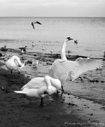 Gdynia