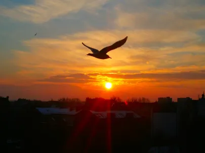 Mewa o wschodzie słońca
