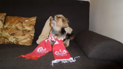 KIBIC ME POLSICH SZCZYPIORNISTOW