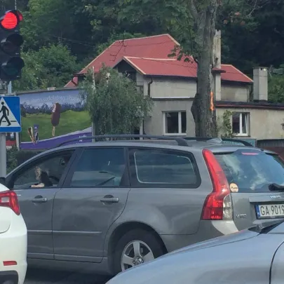 w gdyni yorki kieruja autami