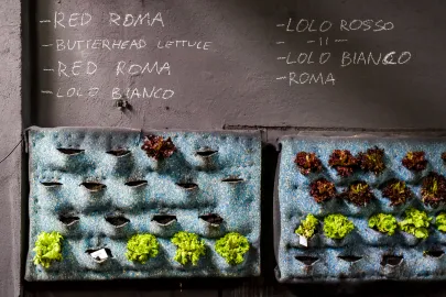 Urban Farm