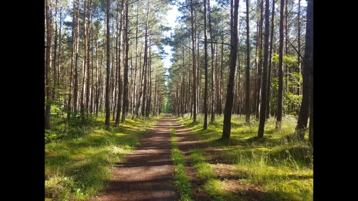Droga lesna w Swibnie