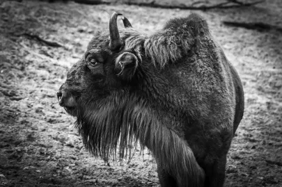 Żubr w Oliswskim Zoo