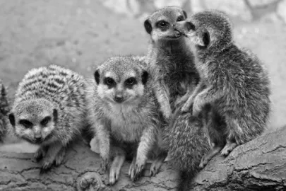 Surikatki w zoo.