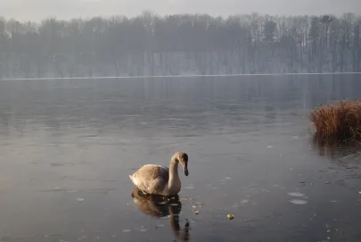łabądek