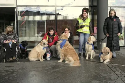  Golden Retrievery pomagają  Jurkowi Owsiakowi w XV finale WOSP