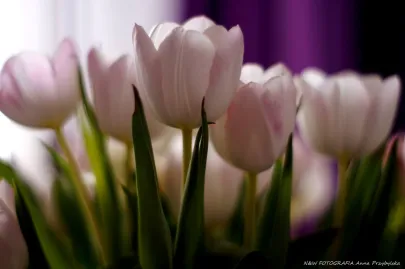 * tulipan (Tulipa L.)