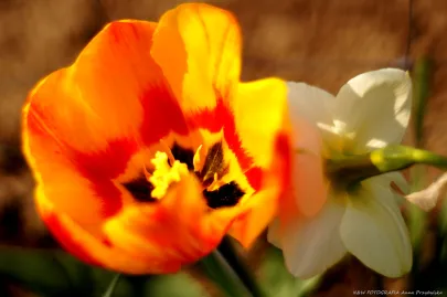 tulipan ( Rulipa L.)