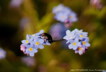 * niezapominajka ( Myosotis L. )