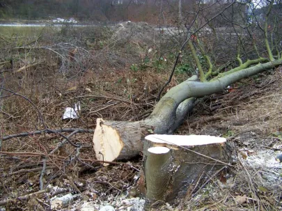 Wycinka drzew pod Trasę Słowackiego