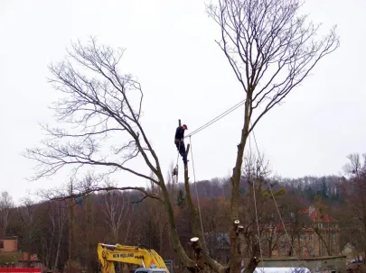 Wycinka drzew pod Trasę Słowackiego