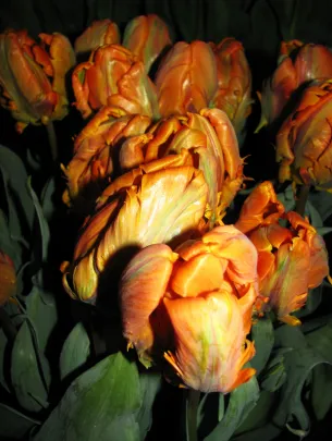 Wystawa Tulipanów- Gdańsk 11.02.2011