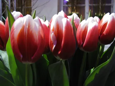 Wystawa Tulipanów- Gdańsk 11.02.2011
