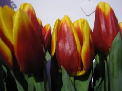 Wystawa Tulipanów- Gdańsk 11.02.2011