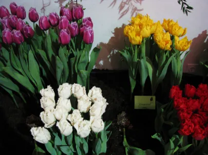 Wystawa Tulipanów- Gdańsk 11.02.2011