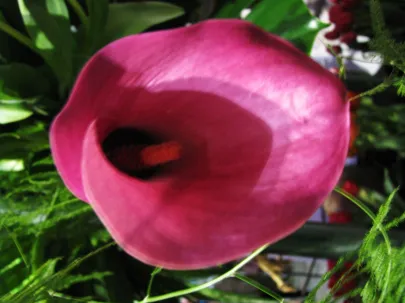 Wystawa Tulipanów- Gdańsk 11.02.2011