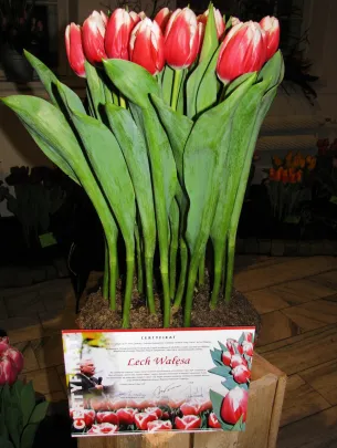 Wystawa Tulipanów- Gdańsk 11.02.2011