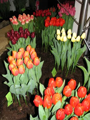 Wystawa Tulipanów- Gdańsk 11.02.2011