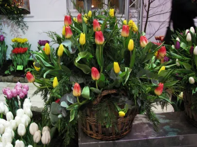 Wystawa Tulipanów 11.02.2011r