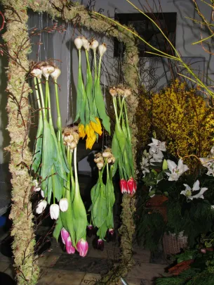 Wystawa Tulipanów 11.02.2011r