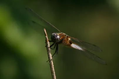 Lecicha Pospolita