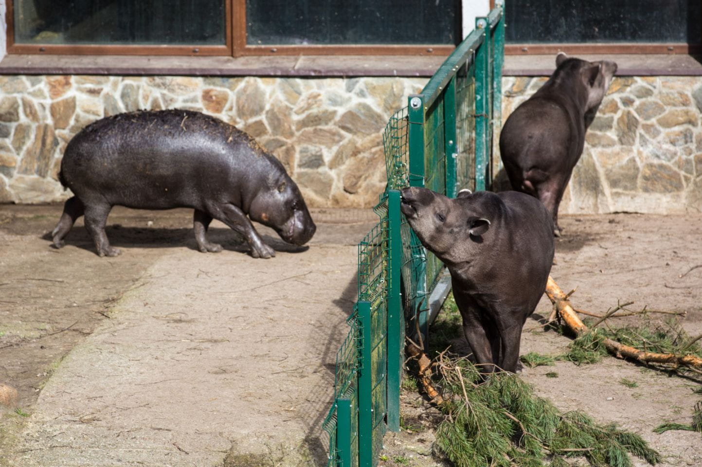 Kapibary i hipopotam karłowaty